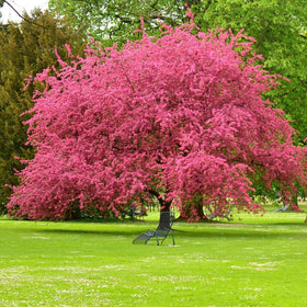 Living Memorial Tree with Biodegradable Burial Urn