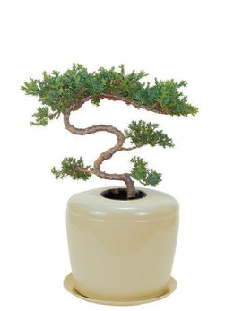 Indoor Living Cremation Urn Bonsai