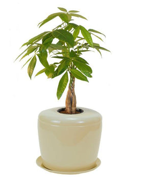 Indoor Living Cremation Urn Plant