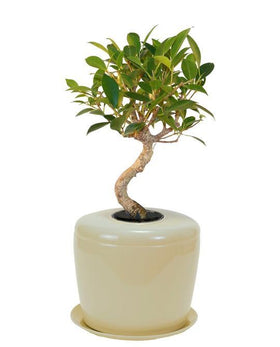Indoor Living Cremation Urn Plant