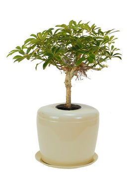 Indoor Living Cremation Urn Plant