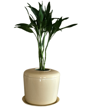 Indoor Living Cremation Urn Plant