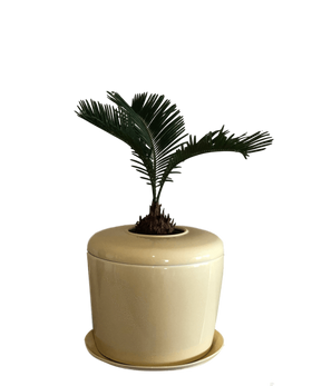 Indoor Living Cremation Urn Plant