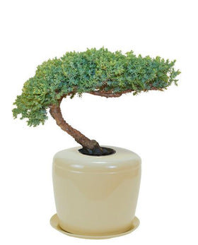 Indoor Living Cremation Urn Bonsai
