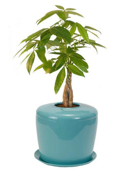 Indoor Living Cremation Urn Plant