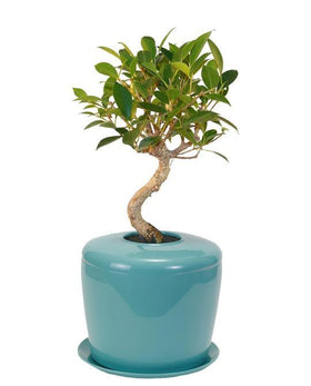 Indoor Living Cremation Urn Plant