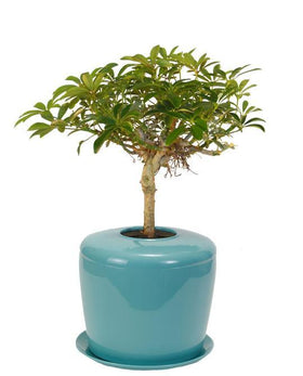 Indoor Living Cremation Urn Plant