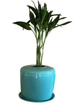Indoor Living Cremation Urn Plant