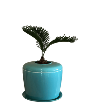 Indoor Living Cremation Urn Plant