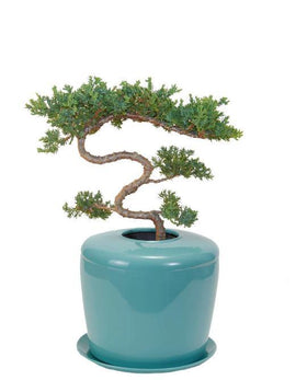 Indoor Living Cremation Urn Bonsai