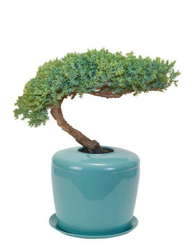 Indoor Living Cremation Urn Bonsai