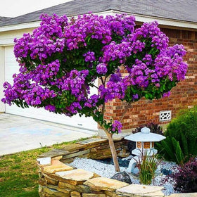 Living Memorial Tree with Biodegradable Burial Urn