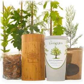 Living Memorial Tree with Biodegradable Burial Urn