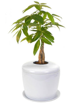 Indoor Living Cremation Urn Plant