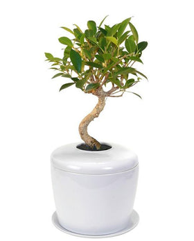 Indoor Living Cremation Urn Plant