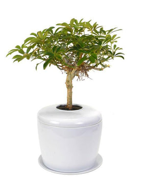 Indoor Living Cremation Urn Plant