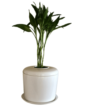Indoor Living Cremation Urn Plant