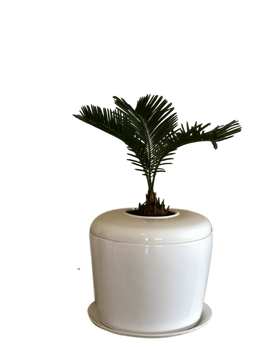 Indoor Living Cremation Urn Plant