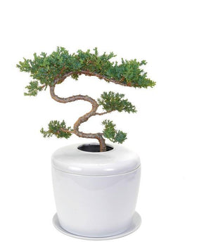Indoor Living Cremation Urn Bonsai