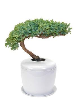 Indoor Living Cremation Urn Bonsai