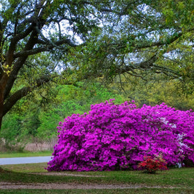 Living Memorial Tree with Biodegradable Burial Urn