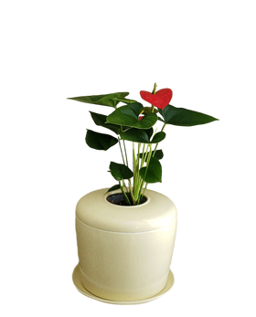 Indoor Living Cremation Urn Plant