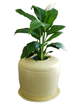 Indoor Living Cremation Urn Plant