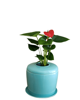 Indoor Living Cremation Urn Plant