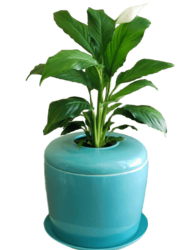Indoor Living Cremation Urn Plant