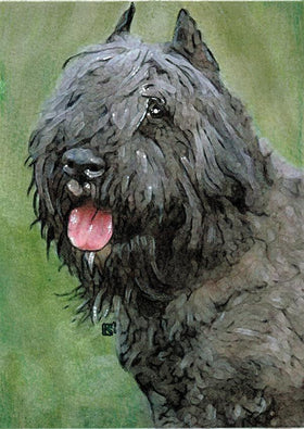 pet portrait