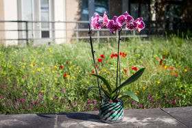 ashes into glass memorial planters