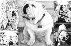 pet portrait