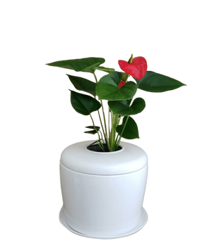 Indoor Living Cremation Urn Plant