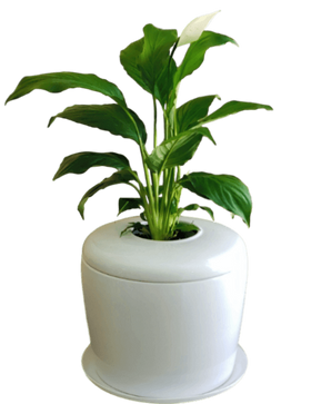 Indoor Living Cremation Urn Plant